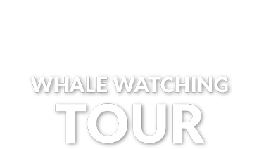 Nas Adventures - Whale Watching