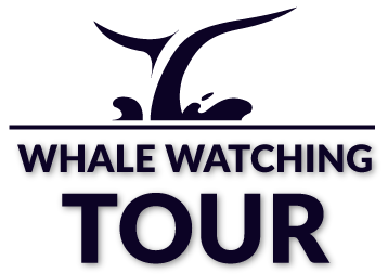 WHALE WATCHING TOUR - NAS ADVENTURES