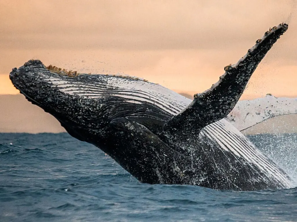 A majestic humpback whale breaching the ocean surface, captured from the vantage point of a private yacht in Cabo San Lucas.