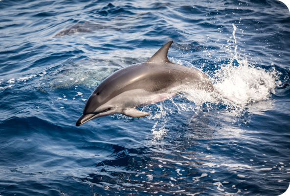 Encounter with Marine Life in cabo