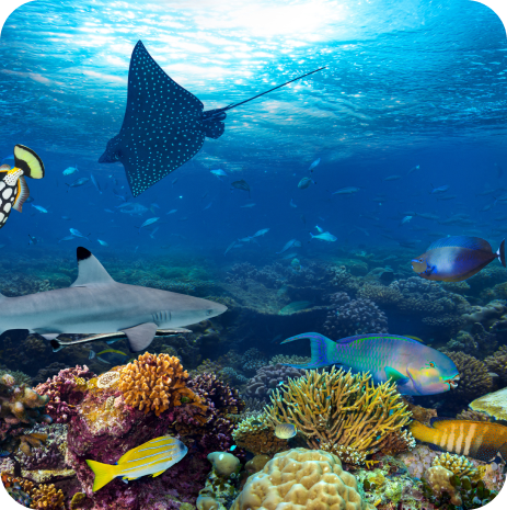 Snorkeler observing a school of tropical fish in the waters of Cabo San Lucas