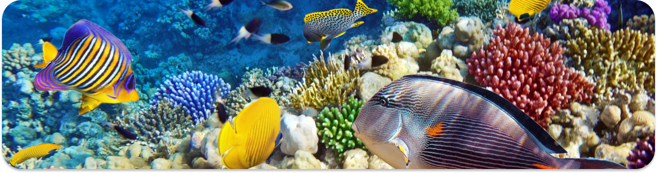 Diver exploring the vibrant coral reefs and marine life underwater in Cabo San Lucas