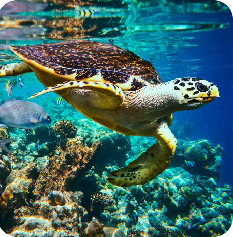 Snorkeler encountering a sea turtle in the clear waters of Cabo San Lucas